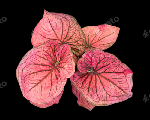 Preview: Beautiful colorful caladium on Black background isolate with clipping path. Queen