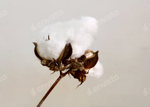 Preview: Cotton plant