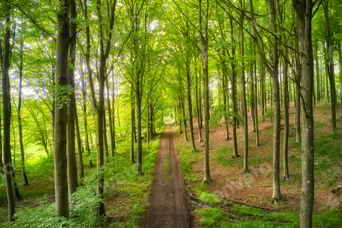 Preview: A photo of forest beauty in springtime