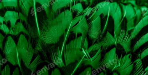 Preview: green pheasant feathers with a visible texture. background