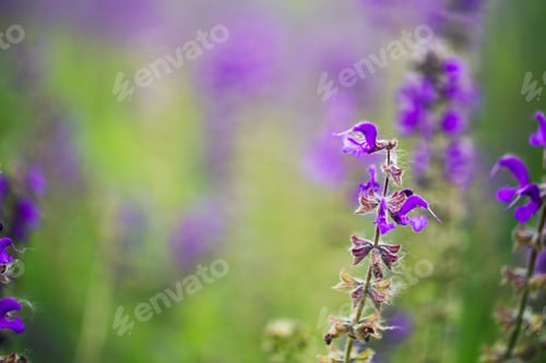 Vorschau: lila Wildblumen