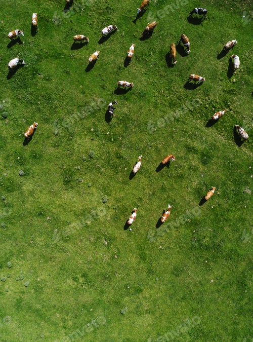 Preview: Aerial view of cows herd grazing on pasture