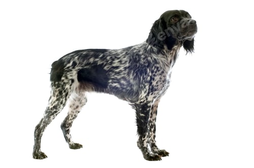 Preview: brittany spaniel