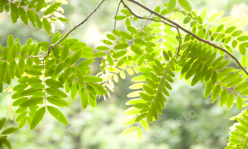 Preview: Natural background of green leaves