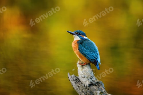 Preview: Colorful Kingfisher Perched on Branch in Autumn Light
