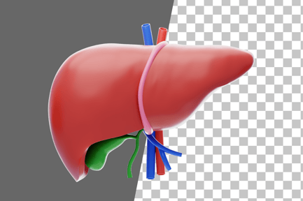 Preview: Liver 3D Icon