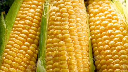 Preview: Closeup photo of sun shining on ripe golden corn ears. Background for healthy food and GMO free