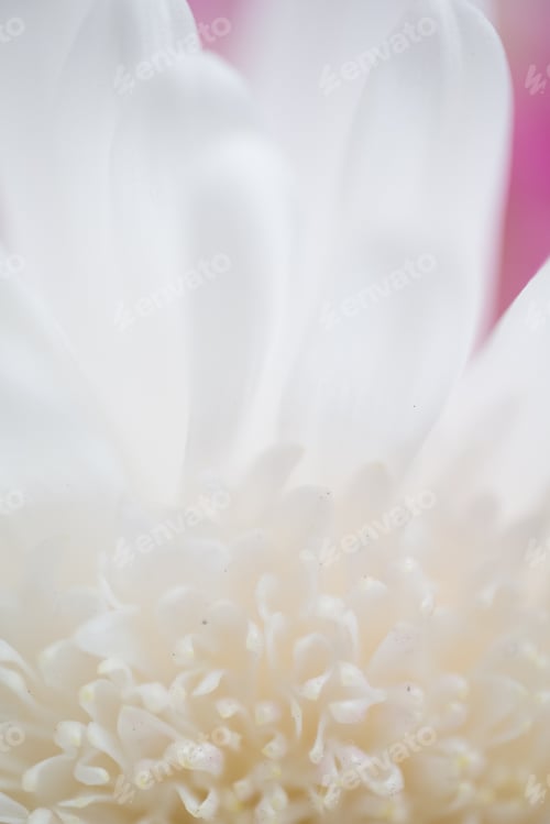 Preview: White mum close-up