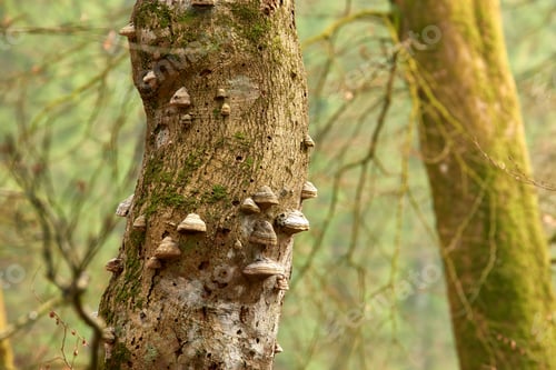 Preview: The forest of trolls - Rebild, Denmark