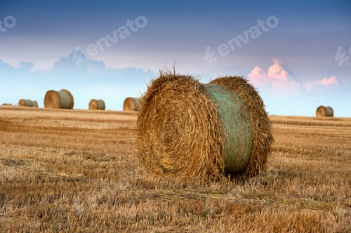 Preview: Big straw in roll in bales at the field against of the evening sky