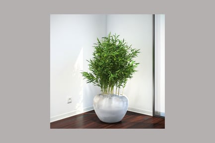Preview: Potted plant with elongated leaves on wooden floor