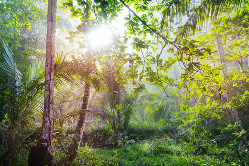 Preview: Jungle in Costa Rica
