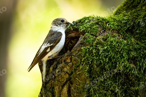 Preview: European pied flycatcher bringing food into the nest in old moss-covered tree