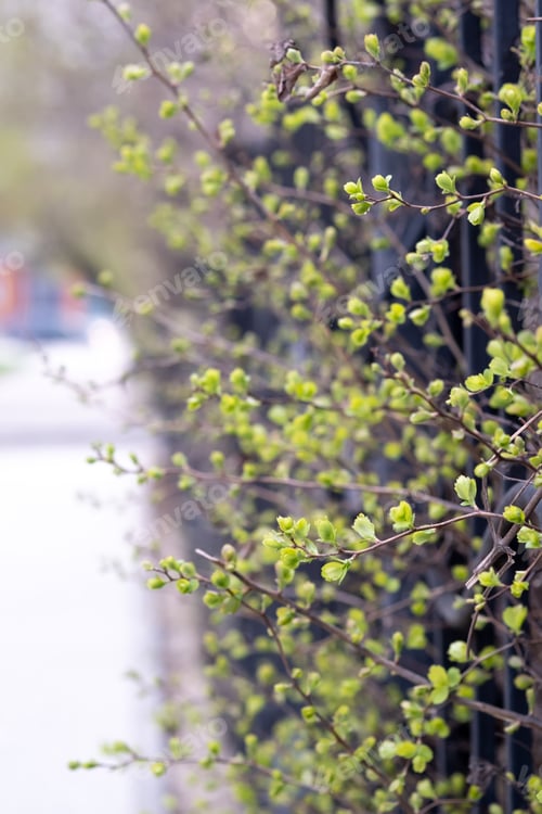 Preview: Branches of a bush with green leaves peeking through a wrought-iron fence.