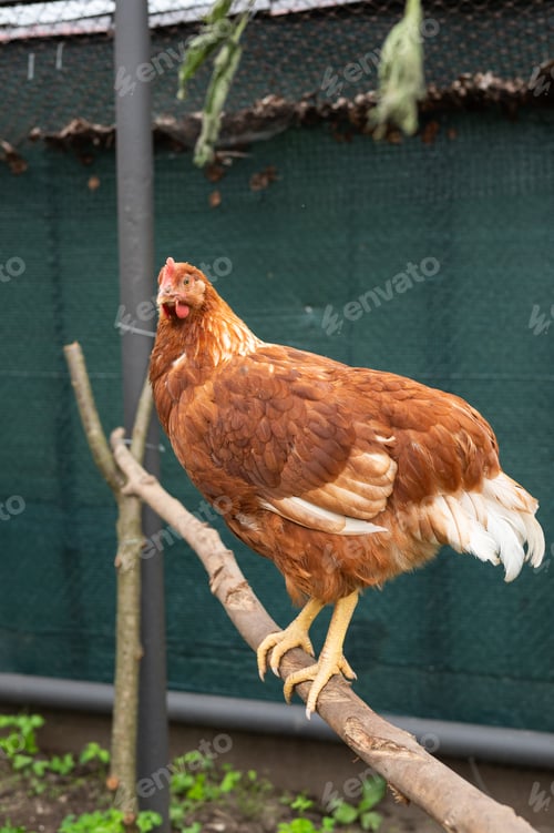 Preview: Brown hen perched on branch in outdoor coop