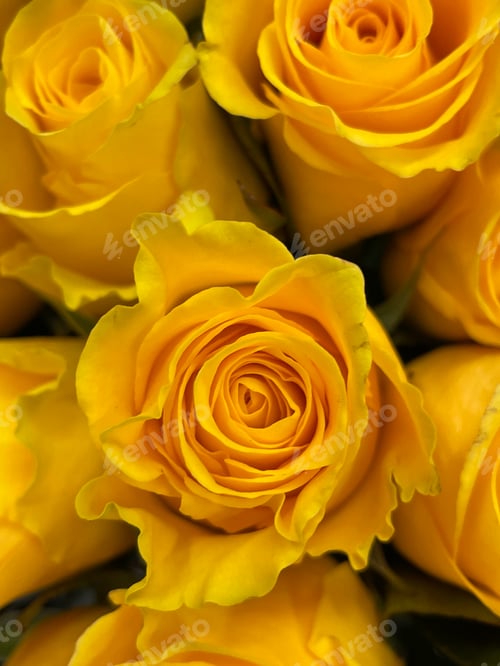 Preview: Roses