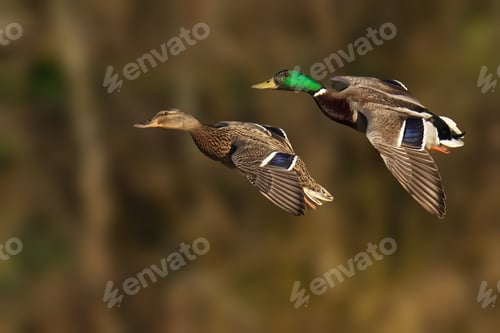 Preview: Mallard ducks flying over a pond by the forest