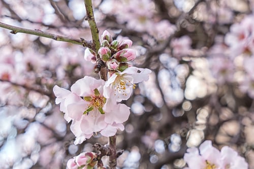 Preview: Beautiful flowering almond tree branch with new bud close up, Spring is coming