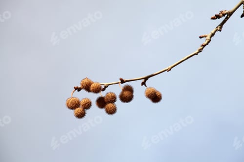 Preview: Plane Tree