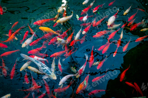 Preview: a school of fish as a background