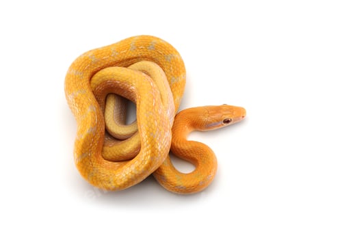 Preview: Rat snake albino isolated on white background