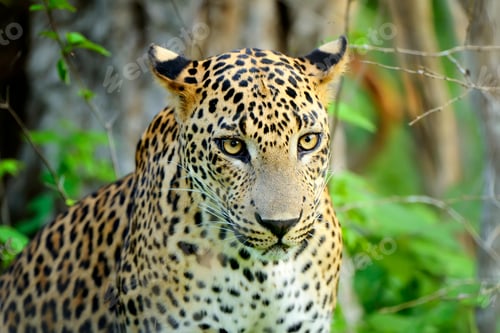 Preview: Leopard