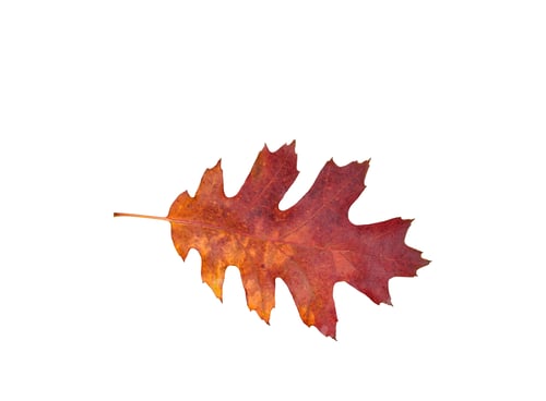 Preview: Autumn oak leaf isolated cutout