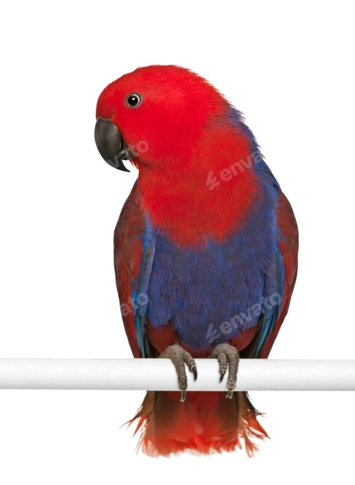 Preview: Female Eclectus Parrot, Eclectus roratus, perching in front of white background