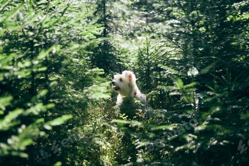 Preview: White adorable dog playing in forest on sunny day