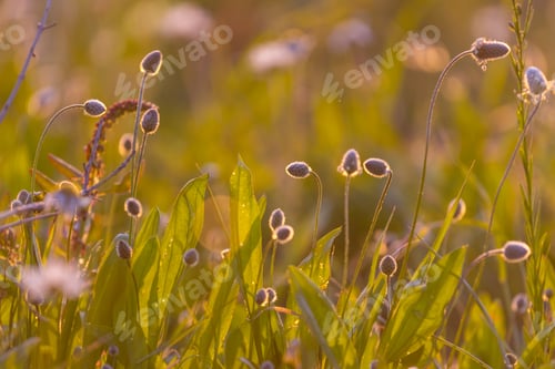Preview: Wildflowers