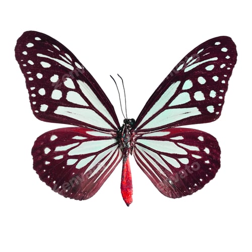 Preview: Striking Image of a Butterfly on a White Background