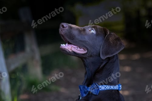 Preview: Cute black Labrador looking up wearing a blue bowtie