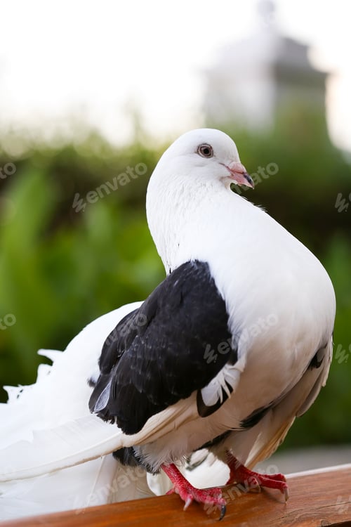 Preview: Purebred Pigeon Close-Up on Green Grass Background