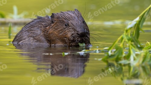 Preview: Eurasian beaver gnawing leaves in water in summertime