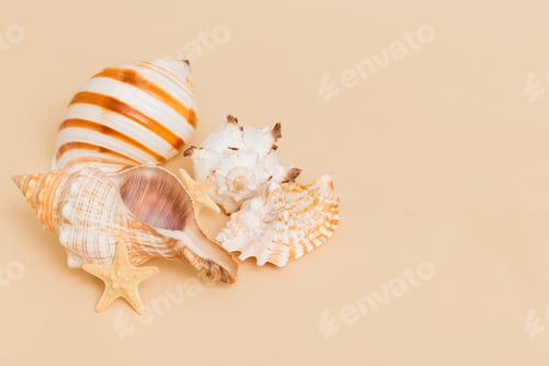 Preview: Beach seashells on colored background. Mock up with copy space