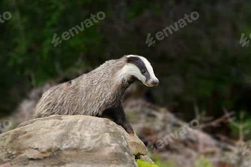 Preview: Badger near its burrow