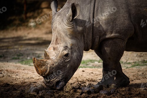 Preview: Northern White Rhino with Southern White Rhino, Kenya