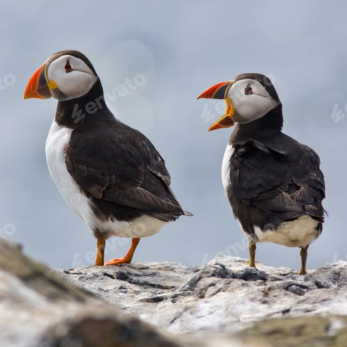 Preview: Puffins in the Farne Islands - England