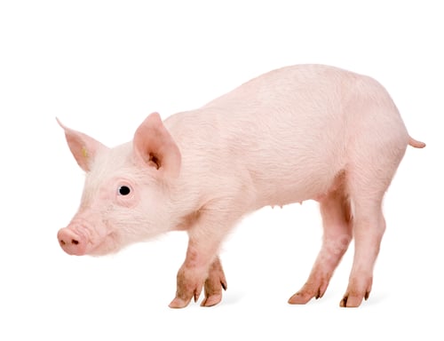 Preview: Young pig (+/-1 month)