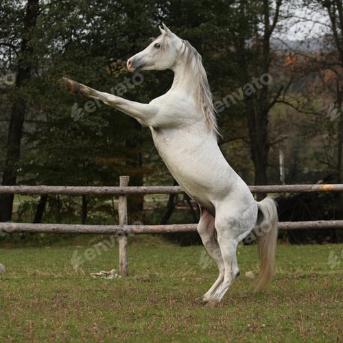 Preview: arabian, horse, mare, stallion, riding