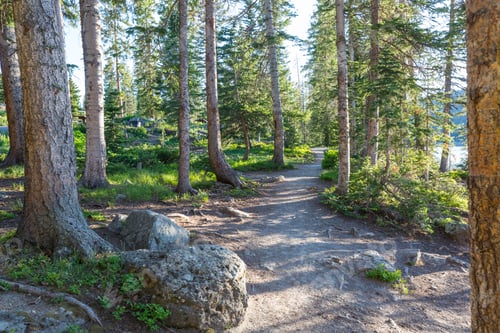 Summer forest