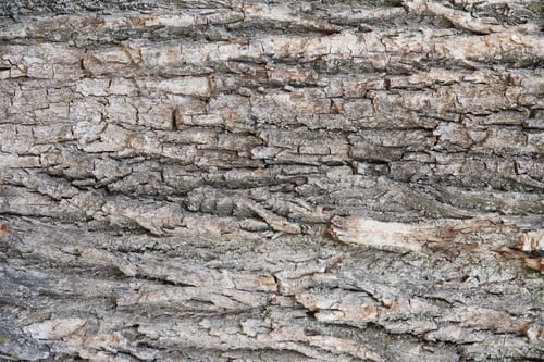 Preview: Tree bark texture background