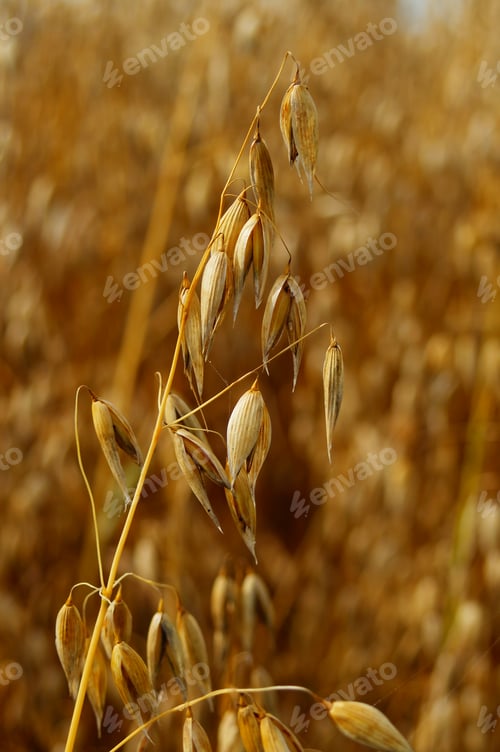 Preview: Ripe oat ears in a field.