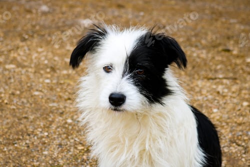 Preview: Cute dog