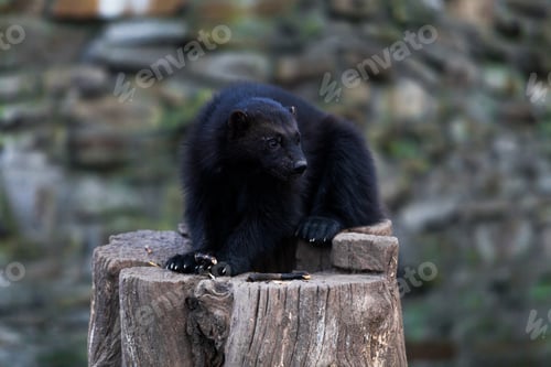 Preview: Wolverine