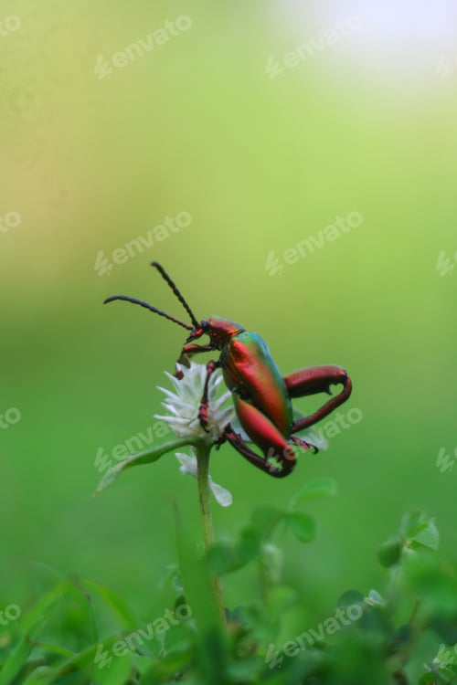 Preview: Insect in action