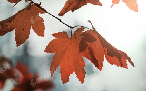 Preview: Autumn leaves