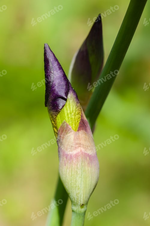 Preview: Detail of Iris flower