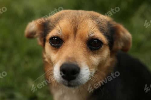 Preview: Cute dog on blurred background, closeup view