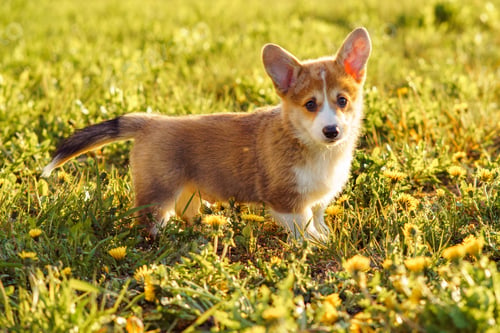 Preview: Amazing red-white haired Pembroke Welsh Corgi dog with black fur on tail walk on green lawn full of